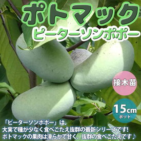 【送料無料】ポポーの苗木 ピーターソン ポトマック【果樹苗 2年生 接木苗15cmポット/1個】希少品種 珍味 アケビガキ ポポーノキ マンゴー プリン 温帯樹木 フルーツ 果実 自家結実性 受粉樹 両性花 シンボルツリー 庭園果樹 果樹畑