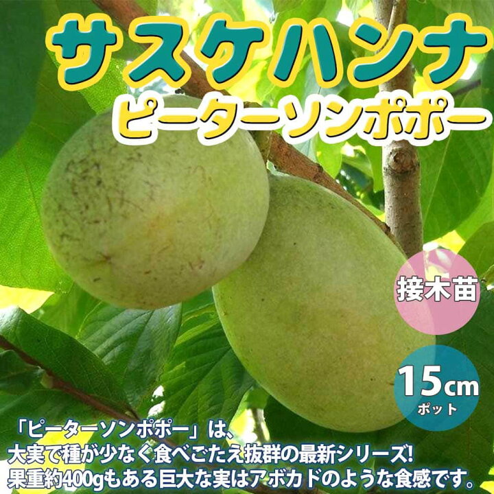 楽天市場】【送料無料】ポポーの苗木 ピーターソン ポポー 