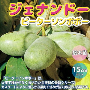 マンゴー 1個 苗の人気商品 通販 価格比較 価格 Com
