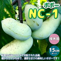 楽天市場】果物 ポポーの通販