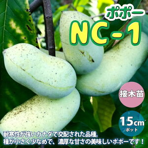 マンゴー 1個 苗の人気商品 通販 価格比較 価格 Com