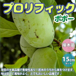 アケビ 苗の人気商品 通販 価格比較 価格 Com