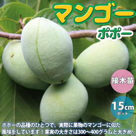 楽天市場 ポポー の 木の通販