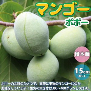 マンゴー 1個 苗の人気商品 通販 価格比較 価格 Com