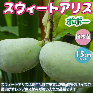 鉢 アケビの人気商品 通販 価格比較 価格 Com