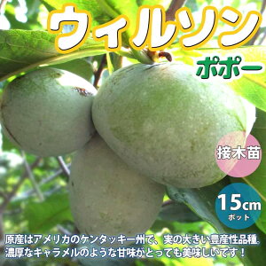鉢 アケビの人気商品 通販 価格比較 価格 Com