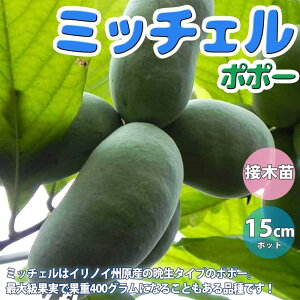 マンゴー フルーツ Diy 工具の人気商品 通販 価格比較 価格 Com