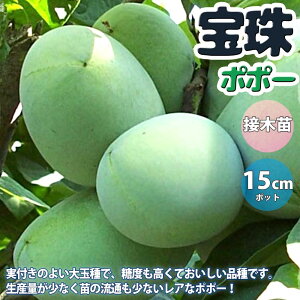 マンゴー フルーツ Diy 工具の人気商品 通販 価格比較 価格 Com