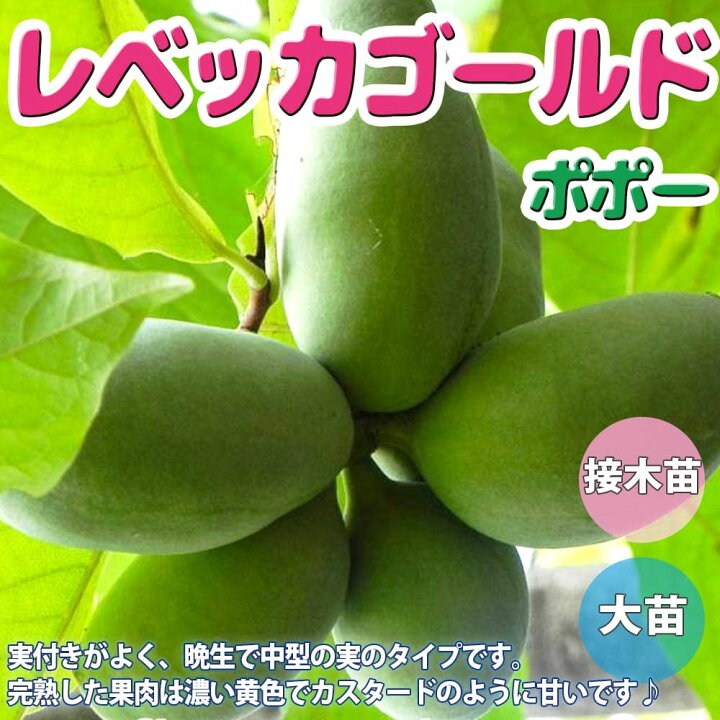 楽天市場 送料無料 ポポーの苗 レベッカゴールド 果樹の苗木 5号ポット 接木苗 1個売り ポポーの木 ピーターソン 果樹苗 希少品種 マンゴー バナナ アップル プリン 甘い アケビガキ ポポーノキ 温帯樹木 珍味 果樹の苗木 植物販売のｉｔａｎｓｅ楽天市場店
