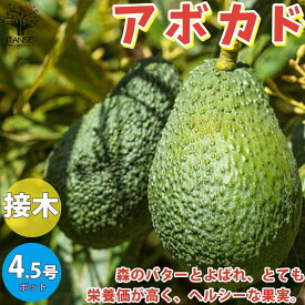 楽天市場 アボカド 苗 花 ガーデン Diy の通販