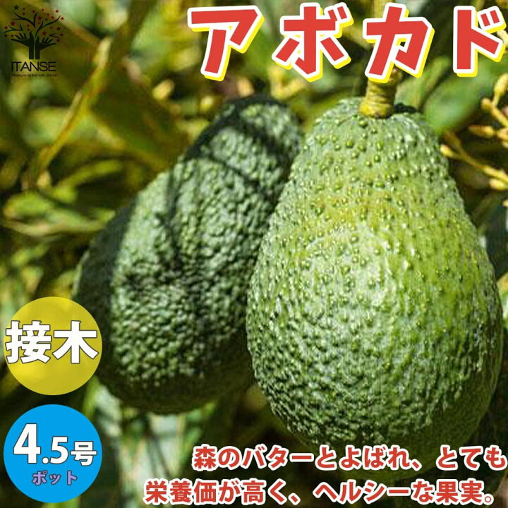 楽天市場 送料無料 アボカドの苗木 果樹の苗木 13 5cm 接木苗 1個売り アボカド苗 アボカドの苗 アボカドの苗木 アボカト アボガド 野菜苗 果樹苗 熱帯果樹 トロピカル 植物販売のｉｔａｎｓｅ楽天市場店