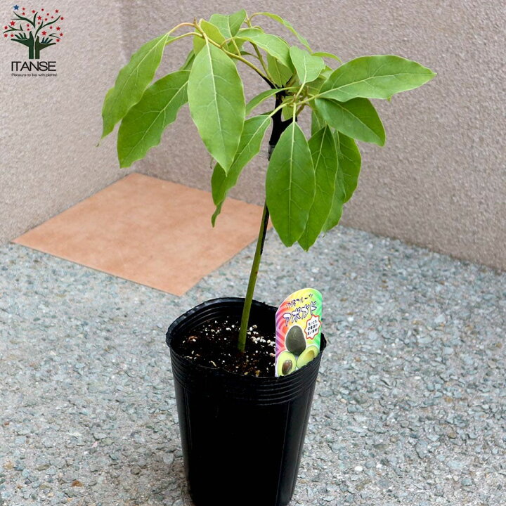 祝日 アボカド苗 植物