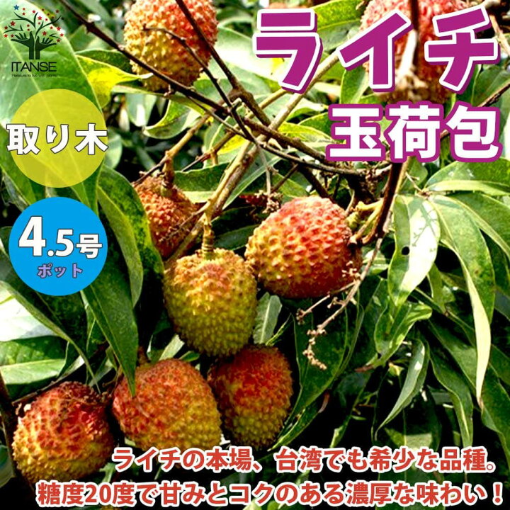 楽天市場】【送料無料】玉荷包(ぎょくかほう) ライチの苗木【果樹の 