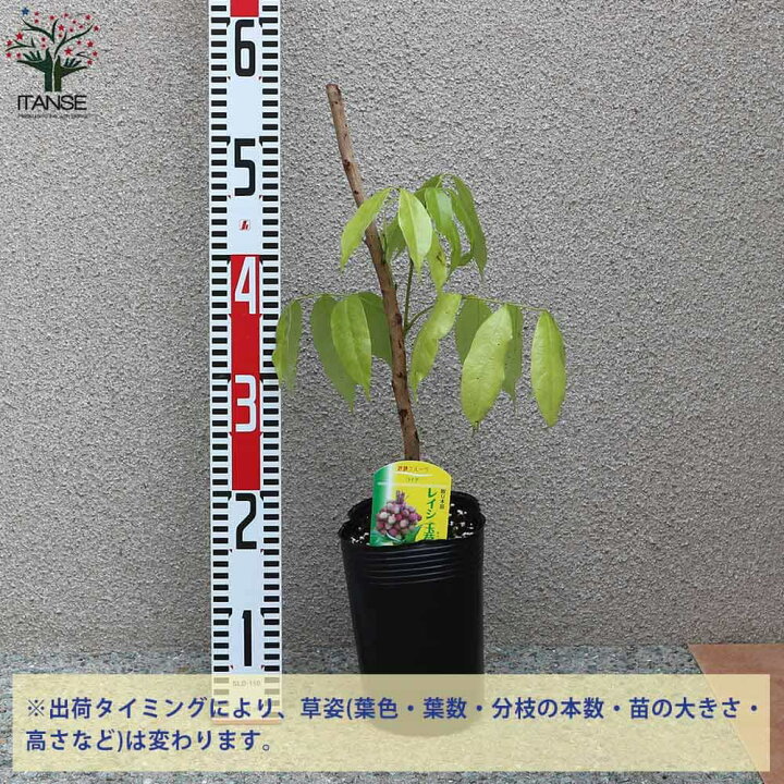 楽天市場】【送料無料】玉荷包 ( ぎょくかほう ) ライチの苗木 果樹の 