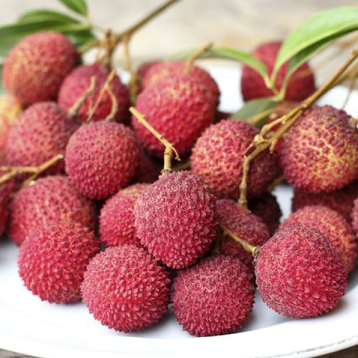 楽天市場】【送料無料】玉荷包(ぎょくかほう) ライチの苗木【果樹の 