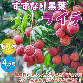 楽天市場 ライチ 花 ガーデン Diy の通販