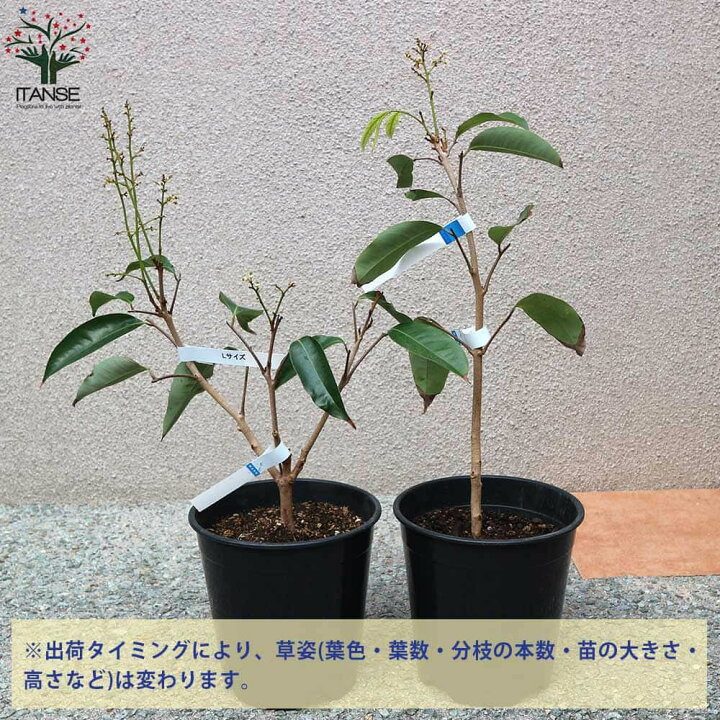 楽天市場】【送料無料】篤姫 Mサイズ ライチの苗木【果樹の苗木 6号 
