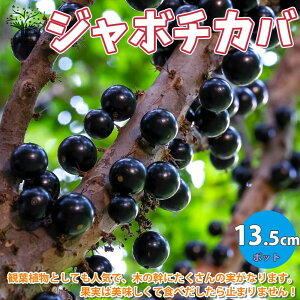 yzMщʎ W{`Jo̕c ʎ̕c 13.5cmZ~OPOT 1 Mщʎ W{`Joc ڂΕc tg lG ʎc ʎ gsJt[c  