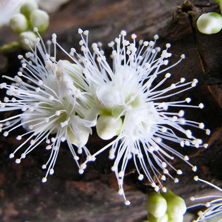 楽天市場 送料無料 熱帯果樹 ジャボチカバの苗木 果樹の苗木 13 5cmセミロングpot 1個売り 熱帯果樹 ジャボチカバ苗 じゃぼちかば苗 フトモモ科 四季成り 果樹苗 果実 トロピカルフルーツ 植物販売のｉｔａｎｓｅ楽天市場店