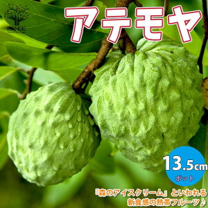 yzMщʎ Ae̕c ʎ̕c 13.5cmZ~OPOT ږؕc 1 t_ŕi nCubht[c X̃ACXN[ gsJt[c Mщʎ  