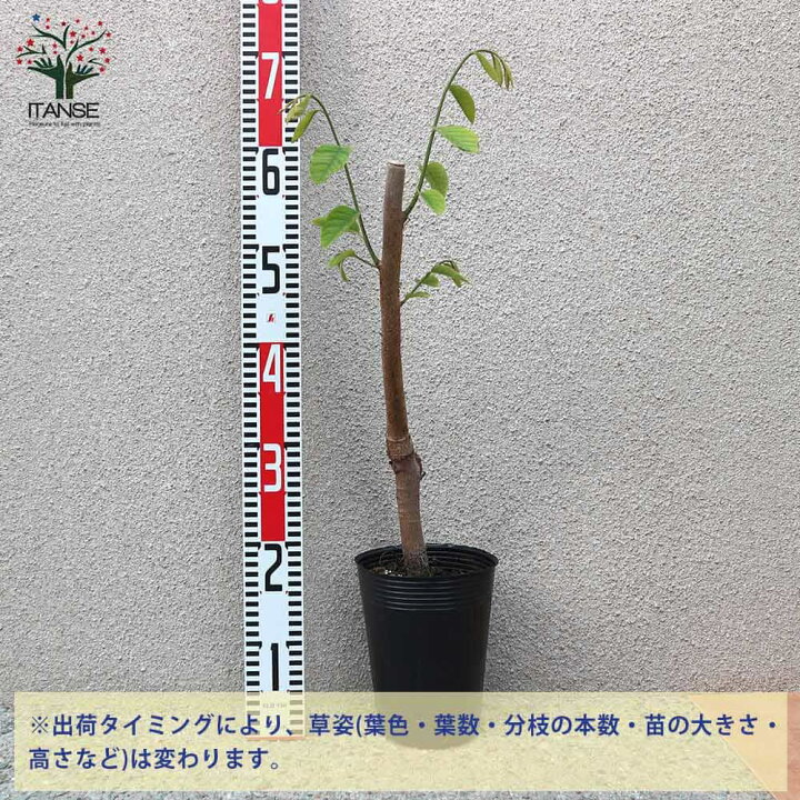 楽天市場】【送料無料】熱帯果樹 アテモヤの苗木 果樹の苗木 13.5cm 