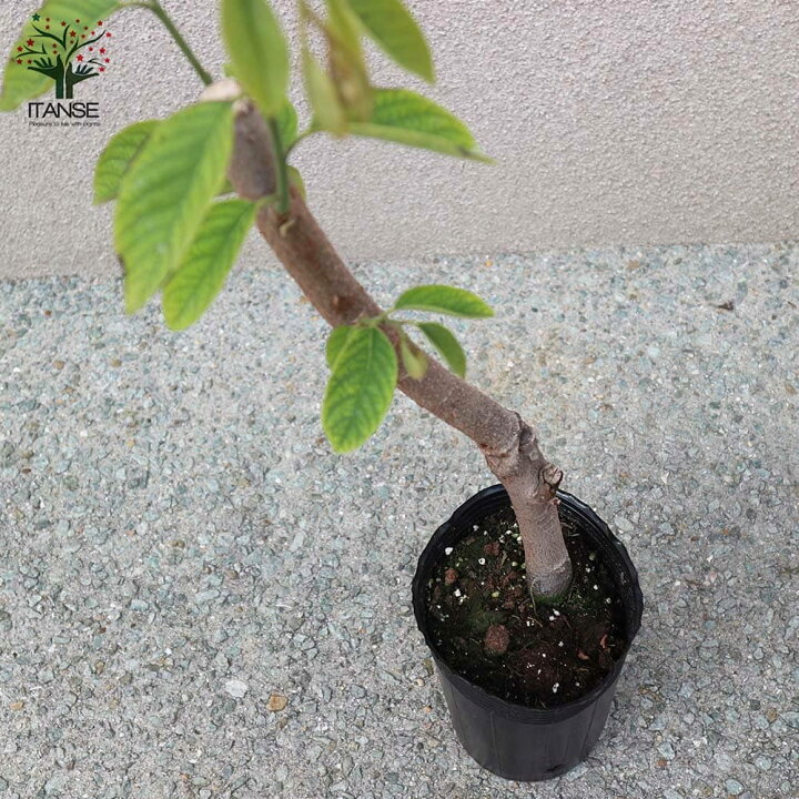 楽天市場】【送料無料】熱帯果樹 アテモヤの苗木 果樹の苗木 13.5cm 