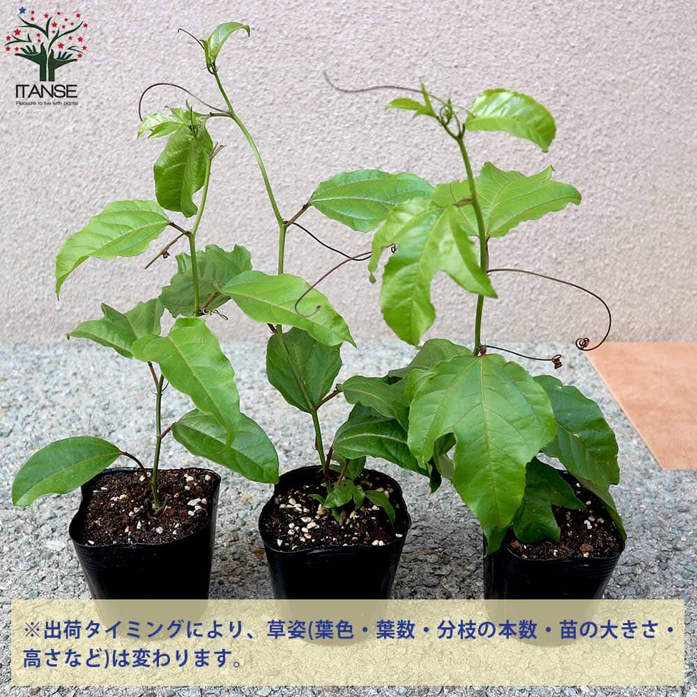 品種:エドゥリス赤紫 パッションフルーツの苗パッションフルーツ苗 パッションフルーツの苗 果樹苗 簡単 栽培 果実 果樹園 フルーツ