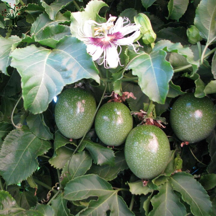 楽天市場 送料無料 品種 エドゥリス赤紫 パッションフルーツの苗 果樹の苗木 10 5cm 1個売り パッションフルーツ苗 パッションフルーツの苗 果樹苗 簡単 栽培 果実 果樹園 フルーツ 植物販売のｉｔａｎｓｅ楽天市場店