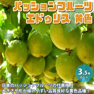 苗 パッションフルーツの人気商品 通販 価格比較 価格 Com