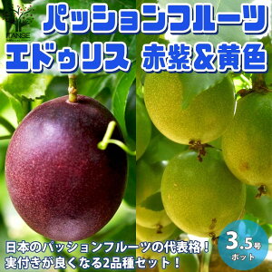 苗 パッションフルーツの人気商品 通販 価格比較 価格 Com