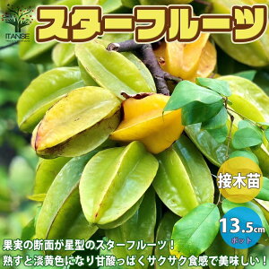 ySSԑSi10OFFzX^[t[c̕c ʎ̕c 13.5cm|bg 1 X^[t[cc ܝʎq SV  J^o~ starfruit carambola Averrhoa carambola k r  [