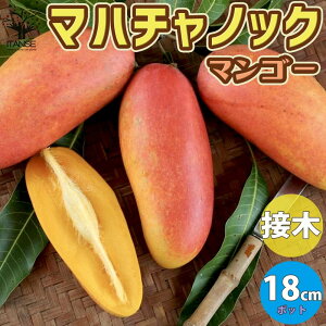果実 鉢植えの人気商品 通販 価格比較 価格 Com