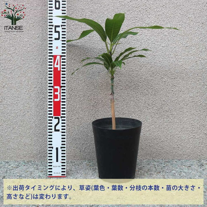 楽天市場 送料無料 マハチャノック 鉢植え苗なので年中植付け可能 マンゴーの苗木 果樹の苗木 6号硬質ポット 2年生 接木苗 1個売り マンゴー苗木 苗木 果樹苗 果実 果樹園 フルーツ 家庭菜園 熱帯果樹 トロピカル 植物販売のitanse楽天市場店 楽天市場 送料無料 マハチャノック 鉢植え苗なので年中植付け可能 マンゴーの苗木 果樹の苗木 6号硬質ポット 2年生 接木苗 1個売り マンゴー苗木 苗木 果樹苗 果実 果樹園 フルーツ 家庭菜園 熱帯果樹 トロピカル 植物販売のitanse楽天市場店
