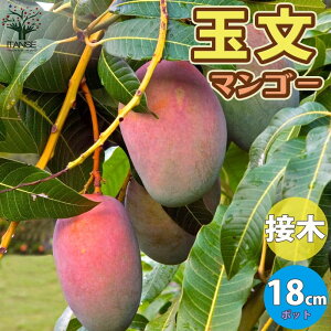 マンゴー 1個 苗の人気商品 通販 価格比較 価格 Com