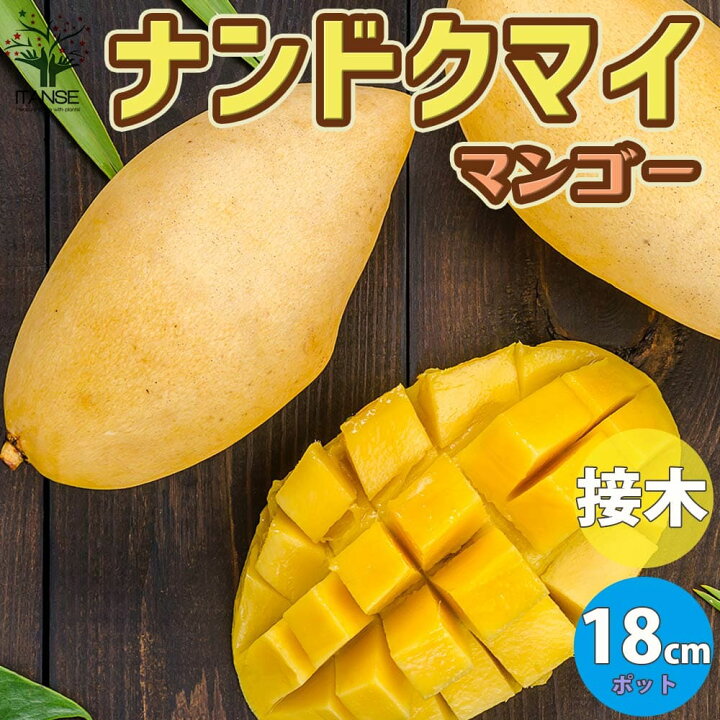 楽天市場】【P2倍☆マラソン期間】ナンドクマイ マンゴーの苗木【果樹 