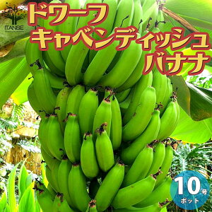 バナナ 鉢植えの人気商品 通販 価格比較 価格 Com