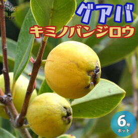 楽天市場 グァバ 花 ガーデン Diy の通販