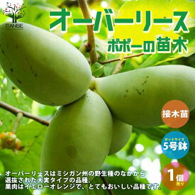 【送料無料】オーバーリース ポポーの苗木【果樹の苗木 5号ポット苗 2年生 接木苗／1個売り】ポポーの木 ピーターソン 果樹苗 希少品種 マンゴー バナナ アップル プリン 甘い アケビガキ ポポーノキ 温帯樹木 珍味