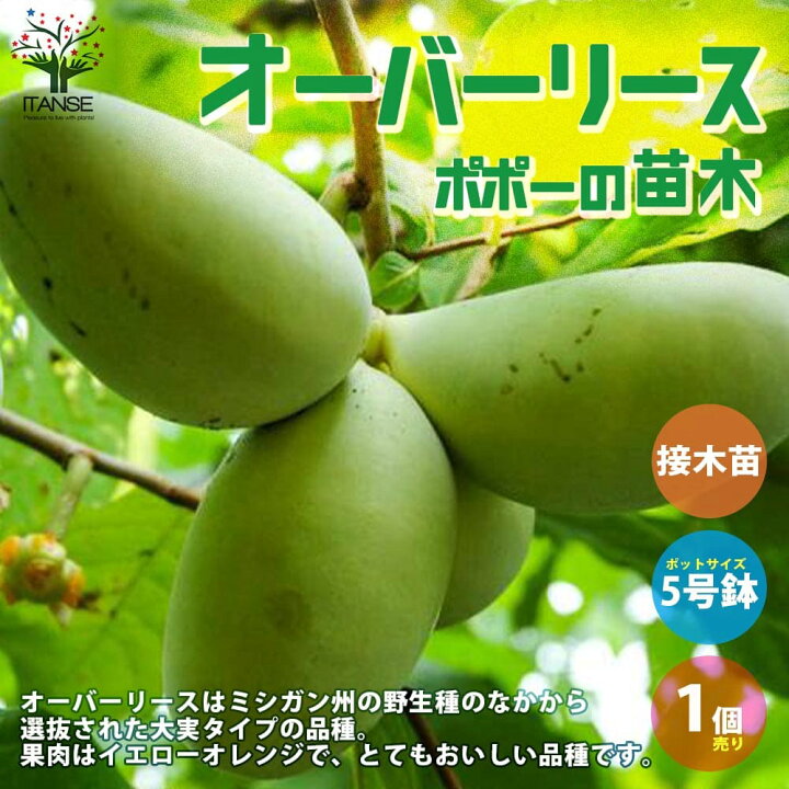 楽天市場】【送料無料】オーバーリース ポポーの苗木 果樹の苗木 5号 