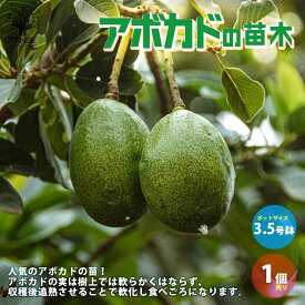 楽天市場 アボカド苗木の通販