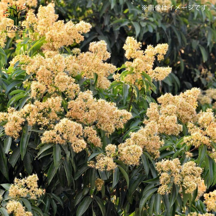 楽天市場 送料無料 ライチの苗木すずなり黒葉ライチ コクヨウライチ 果樹の苗木 取り木苗13 5 15cmポット 1個売り ライチ苗 レイシ苗 らいち苗 Lychee苗 フルーツ 苗木 とり木苗 取り木苗 糖度 茘枝 常緑樹 植物販売のitanse楽天市場店 楽天市場 送料無料 ライチの苗木すずなり黒葉ライチ コクヨウライチ 果樹の苗木 取り木苗13 5 15cmポット 1個売り ライチ苗 レイシ苗 らいち苗 Lychee苗 フルーツ 苗木 とり木苗 取り木苗 糖度 茘枝 常緑樹 植物販売のitanse楽天市場店