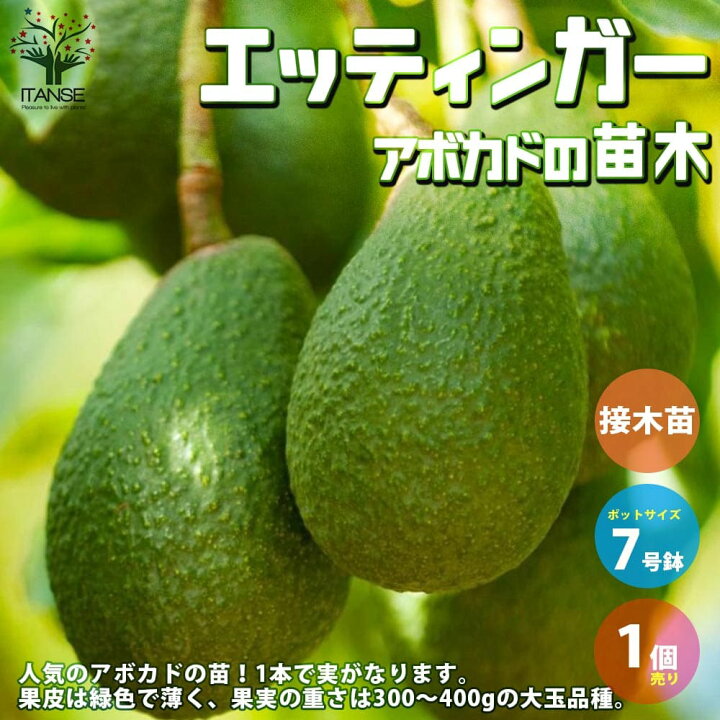 楽天市場 送料無料 アボカドエッティンガー 果樹の苗木 2年生接木苗7寸大苗 1個売り アボガド 果樹苗 ワニナシ 鰐梨 森のバター 果物 サラダ 植物販売のｉｔａｎｓｅ楽天市場店