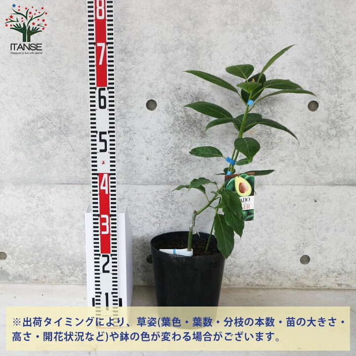 楽天市場 送料無料 アボカドエッティンガー 果樹の苗木 2年生接木苗7寸大苗 1個売り アボガド 果樹苗 ワニナシ 鰐梨 森のバター 果物 サラダ 植物販売のｉｔａｎｓｅ楽天市場店