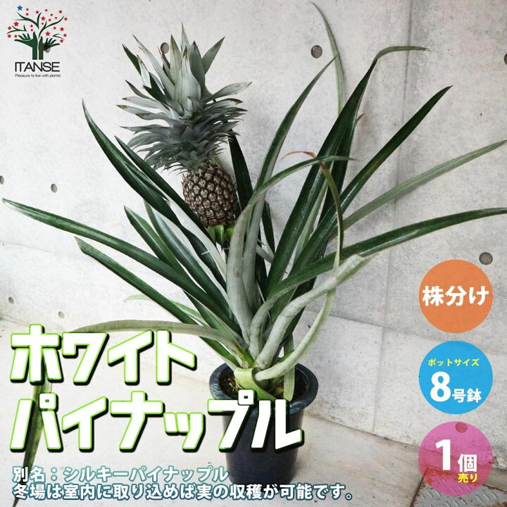 楽天市場 送料無料 ホワイトパイナップル大玉種株分け 品種 シルキーパイナップル 果樹の苗木 3年生苗8号鉢大苗 1個売り パイン パイナップル 果実酒 フルーツ 果実 トロピカルフルーツ 植物販売のｉｔａｎｓｅ楽天市場店