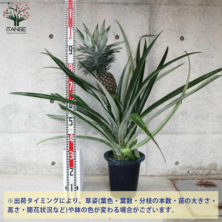 楽天市場 送料無料 ホワイトパイナップル大玉種株分け 品種 シルキーパイナップル 果樹の苗木 3年生苗8号鉢大苗 1個売り パイン パイナップル 果実酒 フルーツ 果実 トロピカルフルーツ 植物販売のｉｔａｎｓｅ楽天市場店