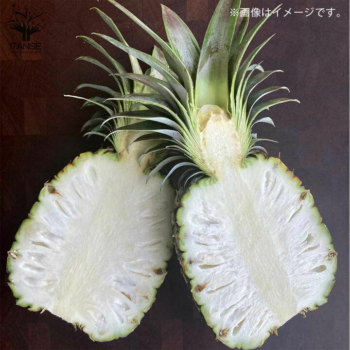 楽天市場 送料無料 ホワイトパイナップル大玉種株分け 品種 シルキーパイナップル 果樹の苗木 3年生苗8号鉢大苗 1個売り パイン パイナップル 果実酒 フルーツ 果実 トロピカルフルーツ 植物販売のｉｔａｎｓｅ楽天市場店
