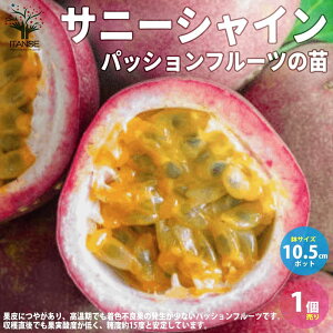 ySSԑSi10OFFzpbVt[c Tj[VC ʎ̕c c10.5cm|bg 1 ʕv ( N_mgPC\E ) pbVt[ t[cc ʏd80`110g H\