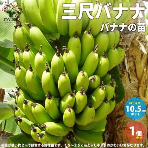苗 果樹の人気商品 通販 価格比較 価格 Com 苗 果樹の人気商品 通販 価格比較 価格 Com