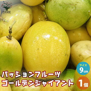 ySSԑSi10OFFzpbVt[c S[fWCAg ʎ̕c 9cm|bg 1 ʎc ʎ̕c pbVt[c̕c pbVt[c ʎ ʕ  [