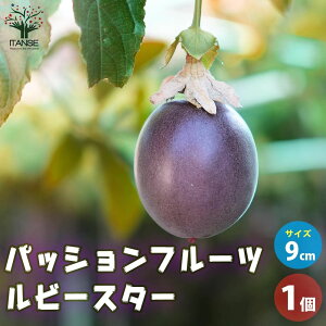 ySSԑSi10OFFzpbVt[c r[X^[ ʎ̕c 9cm|bg 1 ʎc ʎ̕c pbVt[c̕c pbVt[c ʎ ʕ  [